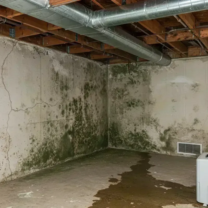 Professional Mold Removal in Grand Ronde, OR